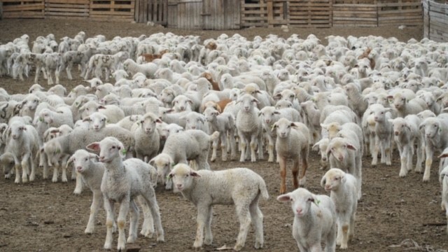 В 2024 году республика направит 100 млн рублей на поддержку переработчиков шерсти. © Фотографии предоставлены Министерством сельского хозяйства и продовольствия Дагестана