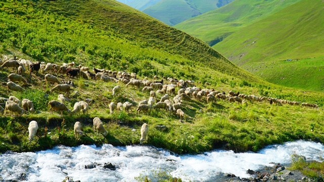 В 2024 году республика направит 100 млн рублей на поддержку переработчиков шерсти. © Фотографии предоставлены Министерством сельского хозяйства и продовольствия Дагестана