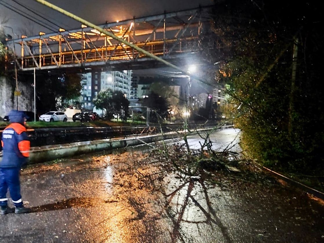 В Сочи из-за сильного ветра повалено 26 деревьев. © Фото: пресс-служба администрации Сочи