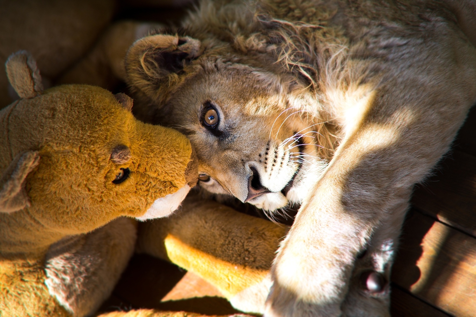 Спасенного челябинскими ветеринарами львенка Симбу хотят передать в одну из африканских стран