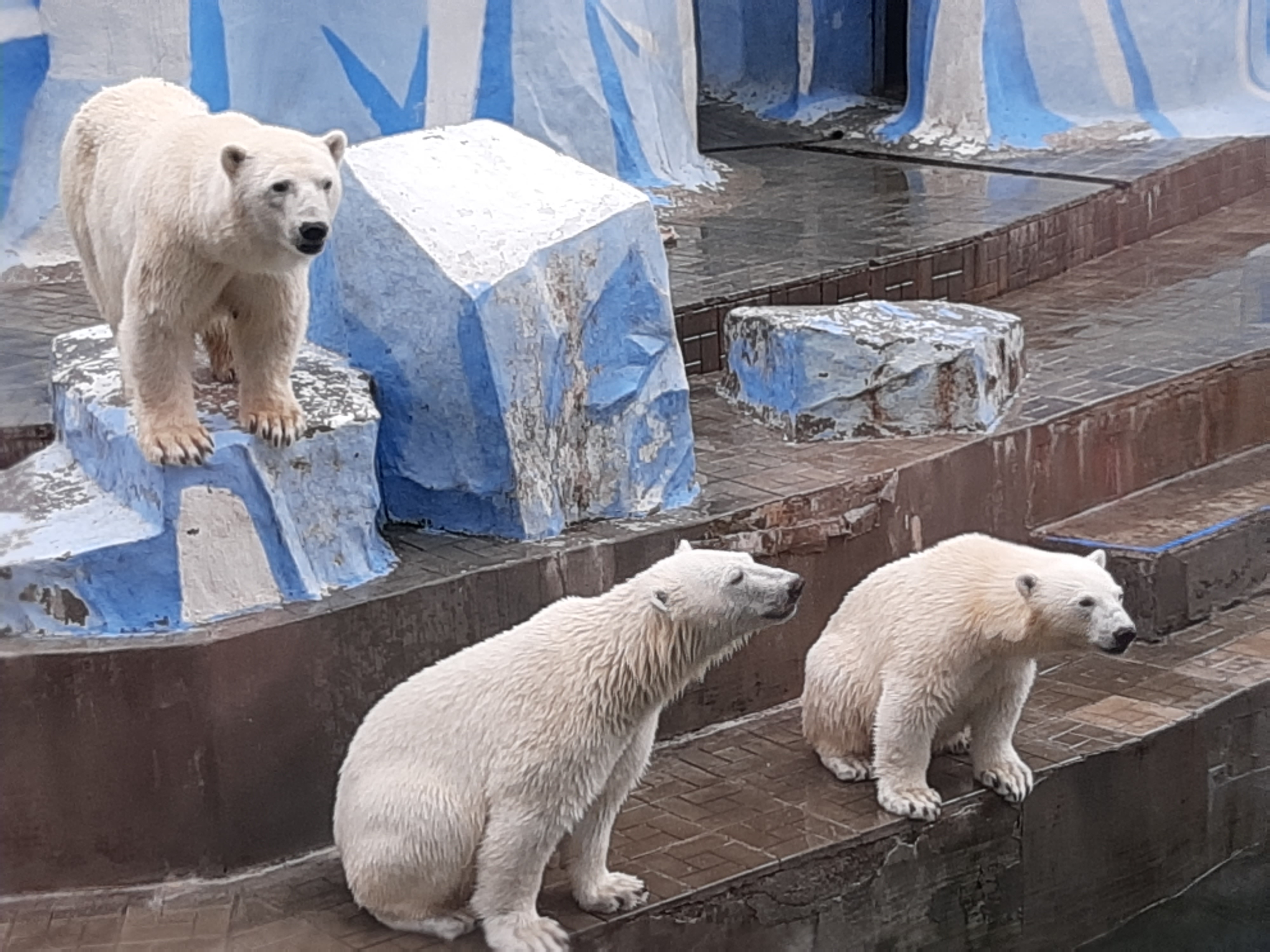 Новосибирский зоопарк откроется, но будет работать в определенными ограничениями