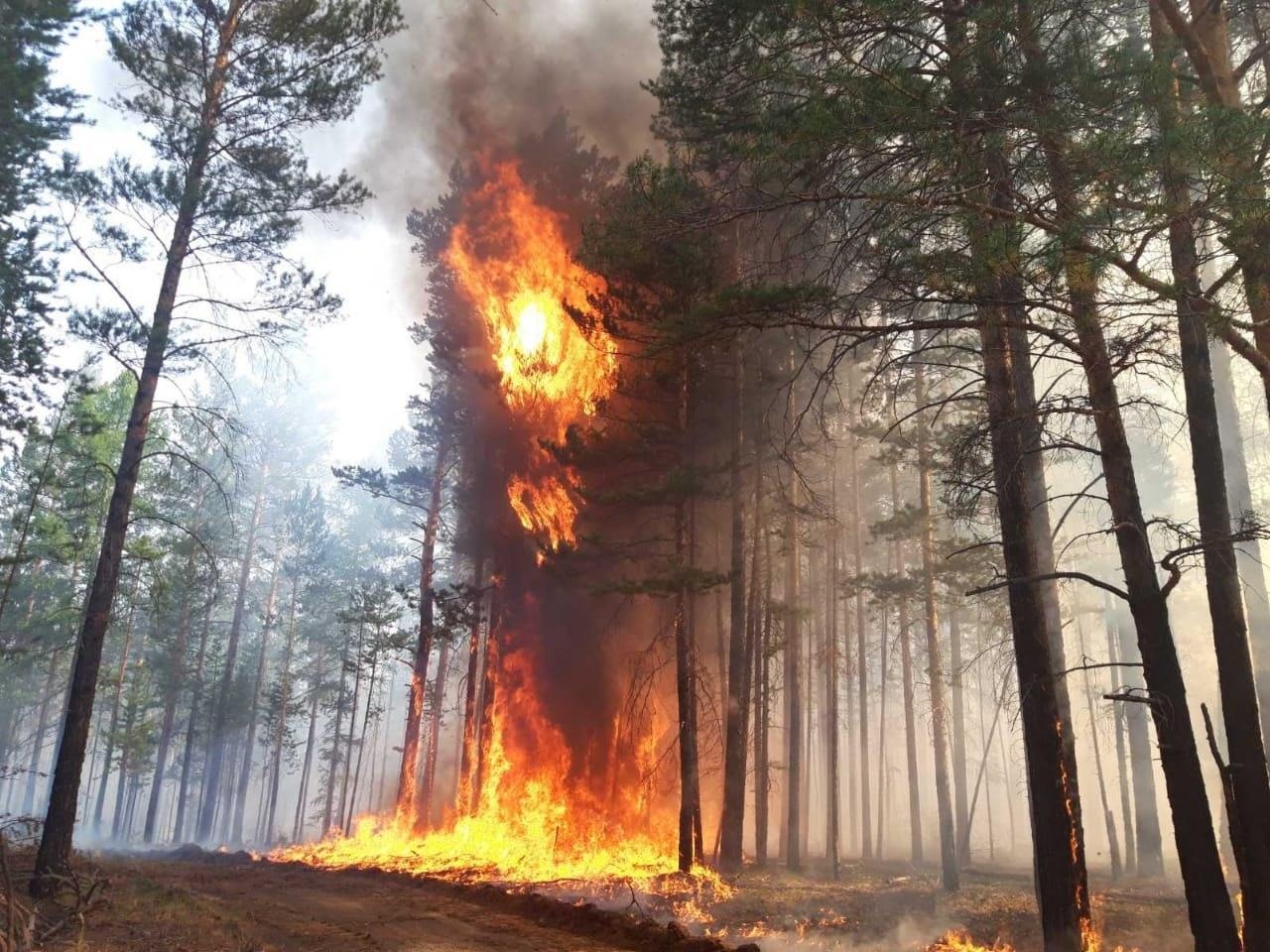 Лесные пожары площадью в 1,3 тыс. га тушат в 12 районах Бурятии