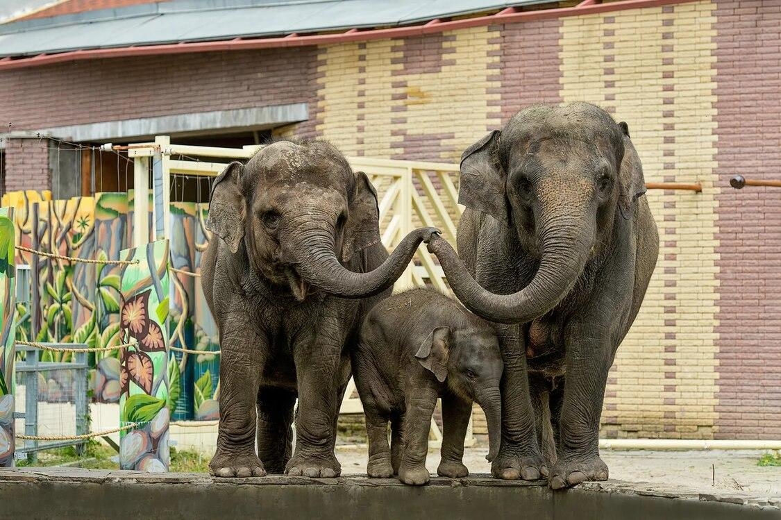 Переезд слоненка из зоопарка Ростова-на-Дону был необходимостью, заявляют в учреждении