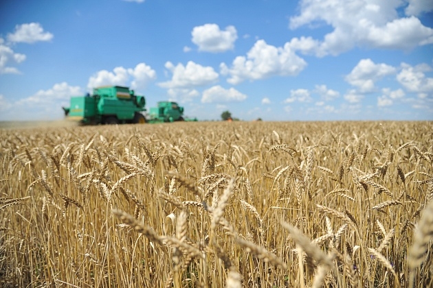 Сбор зерновых в Волгоградской области превысил 4,5 млн т после уборки 85% площадей