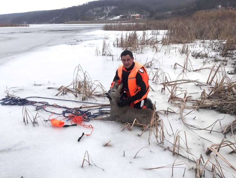 Белгородские спасатели помогли косуле, провалившейся под лед