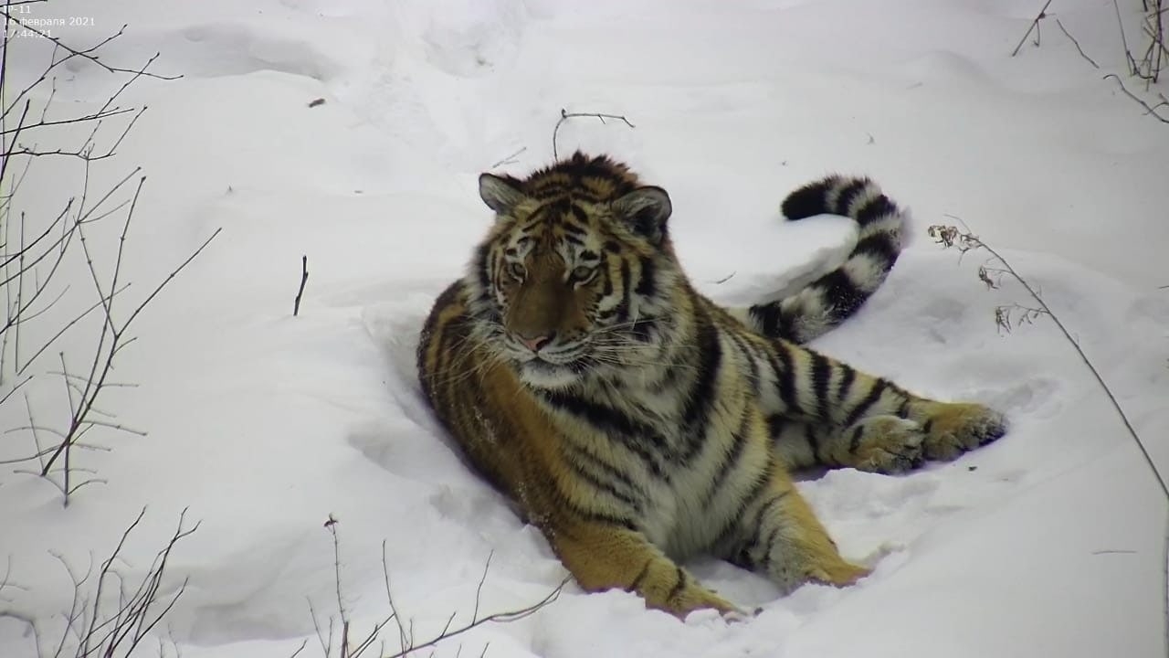 Мир редких диких животных Приамурья в мае пополнит тигрица Санда