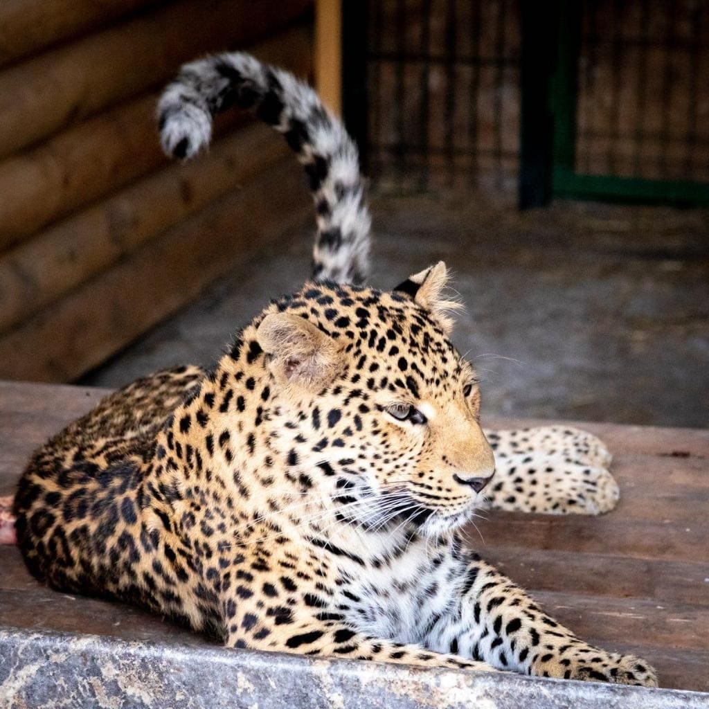 Спасенных челябинскими ветеринарами львенка Симбу и леопарда Еву репатриируют в Танзанию