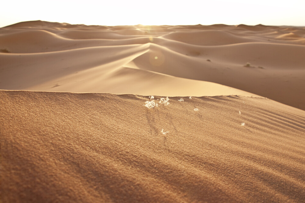 Как пустыня Сахара меняет климат Земли
