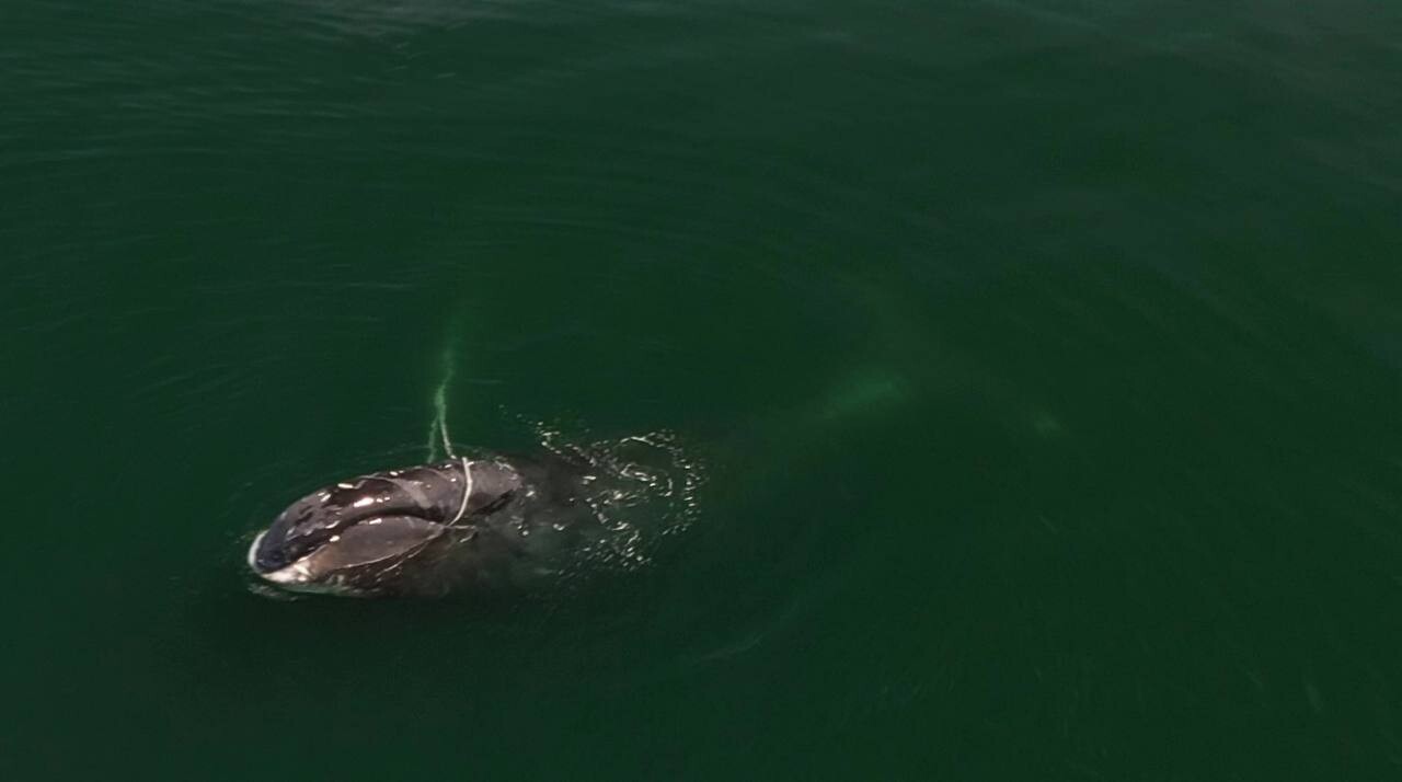Запутавшегося в сетях гренландского кита спасают в Охотском море