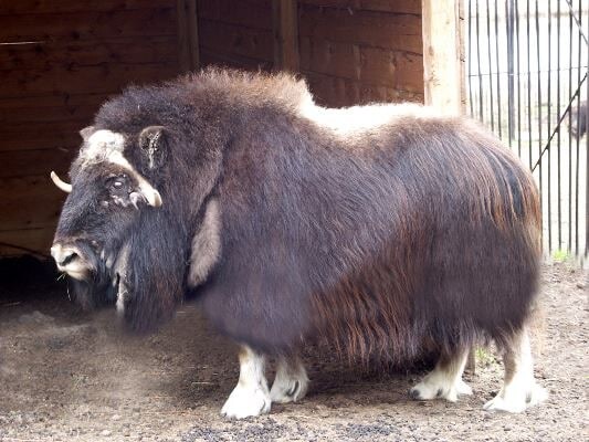 Овцебык из якутского зоопарка "Орто Дойду" переехал в Новосибирск