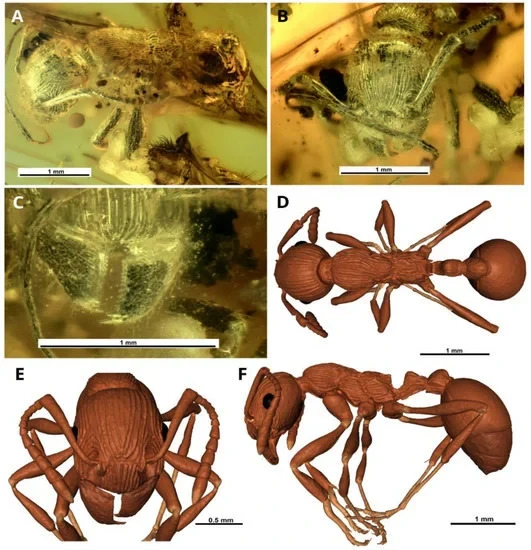 Новый вид древних муравьев возрастом 37 млн лет обнаружили ученые в янтаре из музея Калининграда