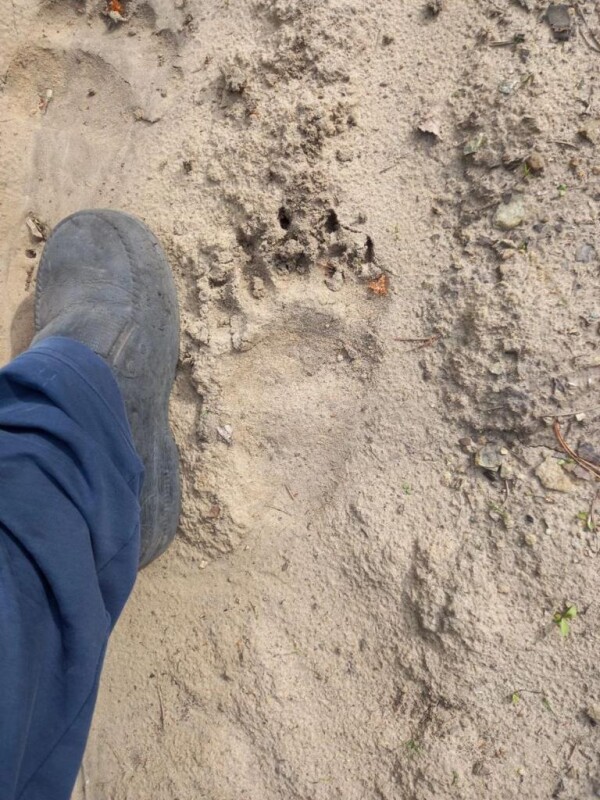 Следы краснокнижного медведя обнаружили в ульяновском лесу