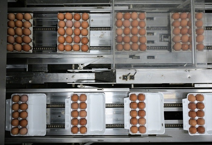 Участок сортировки и упаковки яиц на птицефабрике