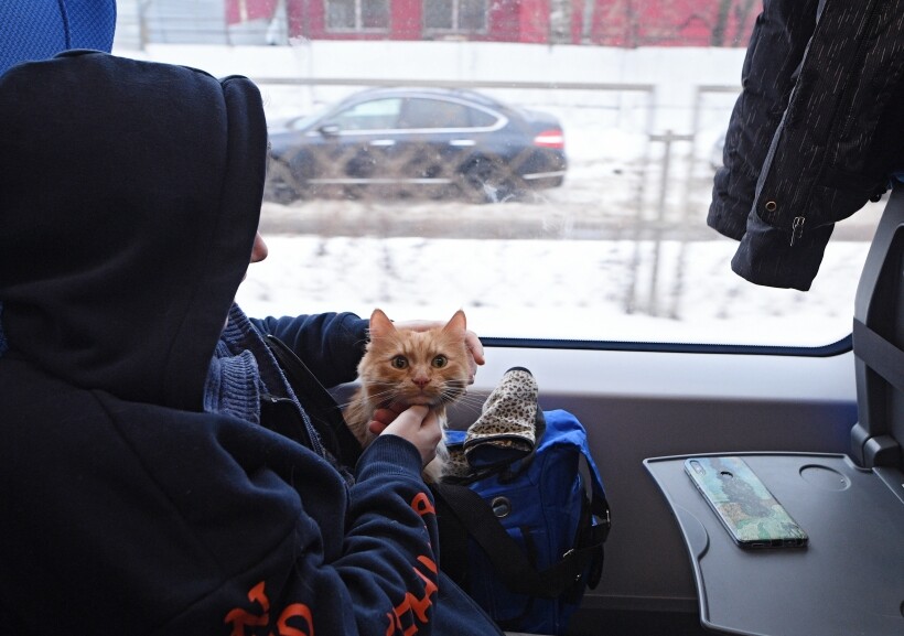 Пассажир в вагоне электропоезда "Ласточка" на Ленинградском вокзале города Москвы