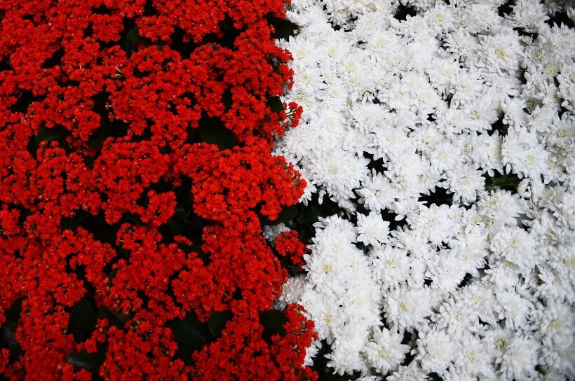 В Германии возлюбленным  дарят букеты цветов