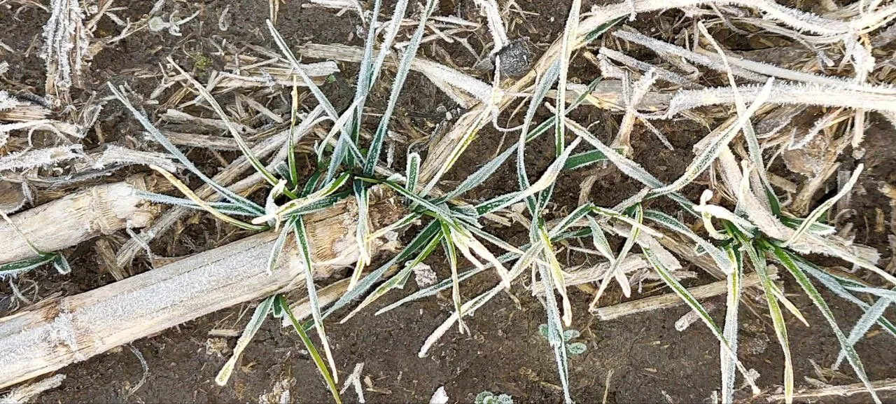 Отсутствие экстремальных холодов благоприятно отразилось на кущении растений