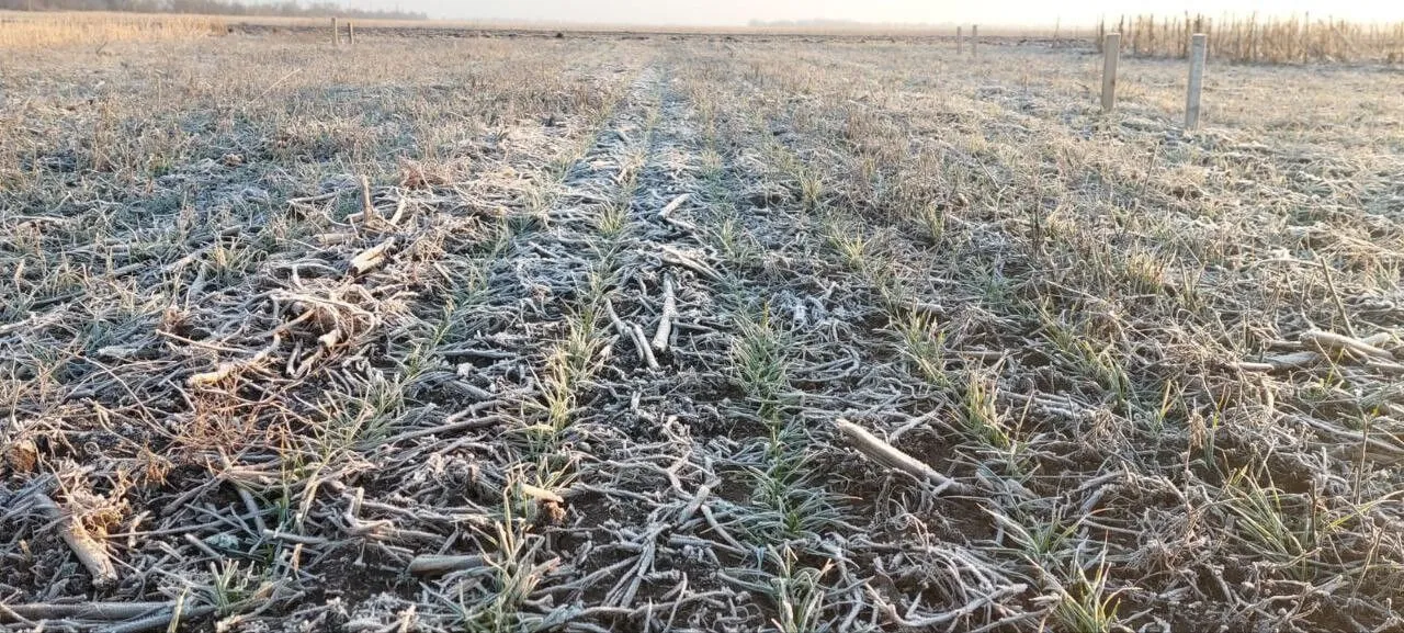 По состоянию на вторую декаду января, 75% посевов озимой пшеницы до сих пор не раскустились. Фото