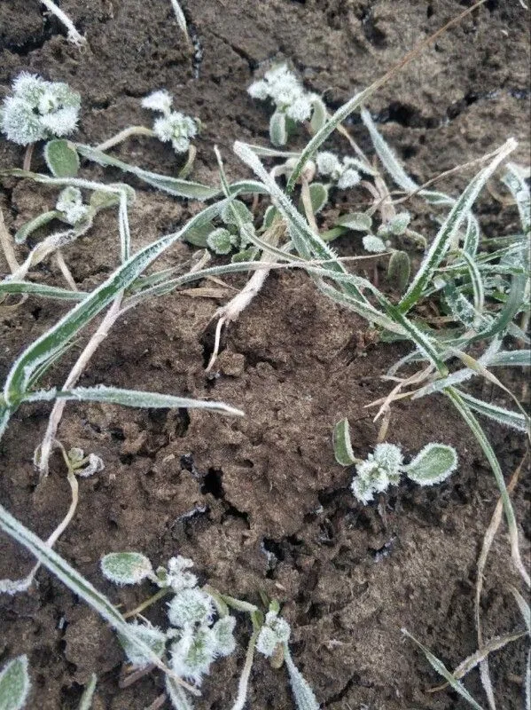 Благоприятная ситуация с озимыми складывается в Карачаево-Черкесии и Кабардино-Балкарии. Фото