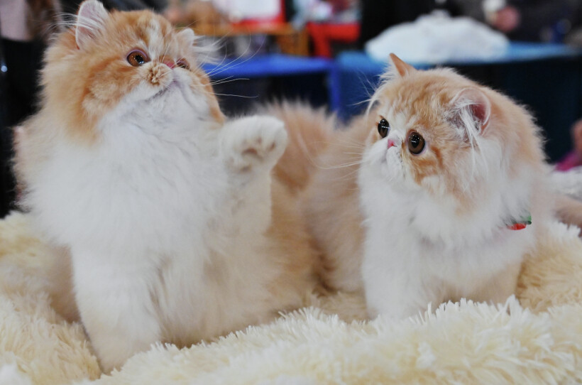 Персидские кошки -существа очень умные и спокойные, даже флегматичные. Фото