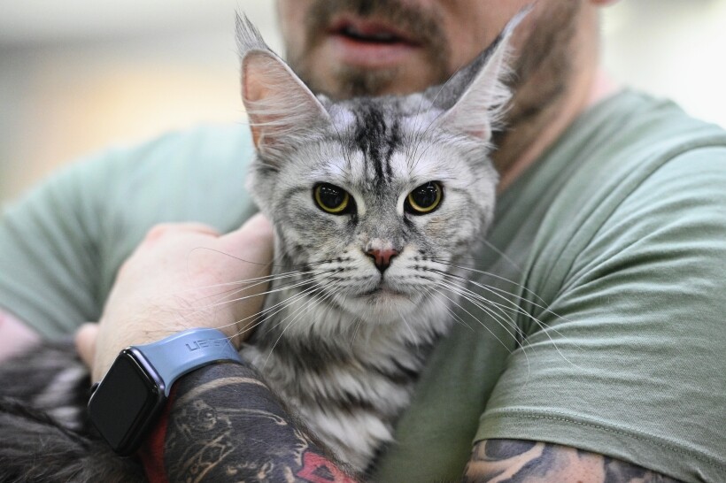 Мейнкун - одна из самых популярных сегодня в России пород кошек. Фото