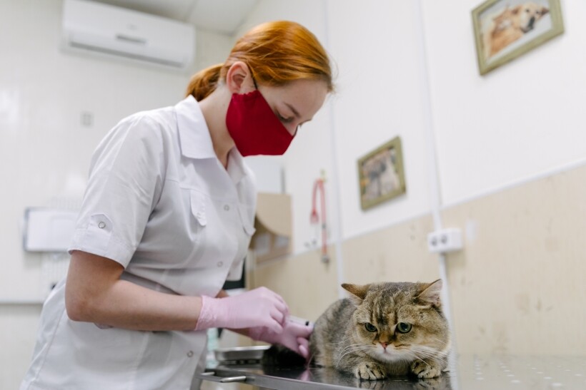 Всех домашних кошек нужно вовремя прививать от инфекций, следить за их питанием, проходить с питомцами диспансеризацию. Фото