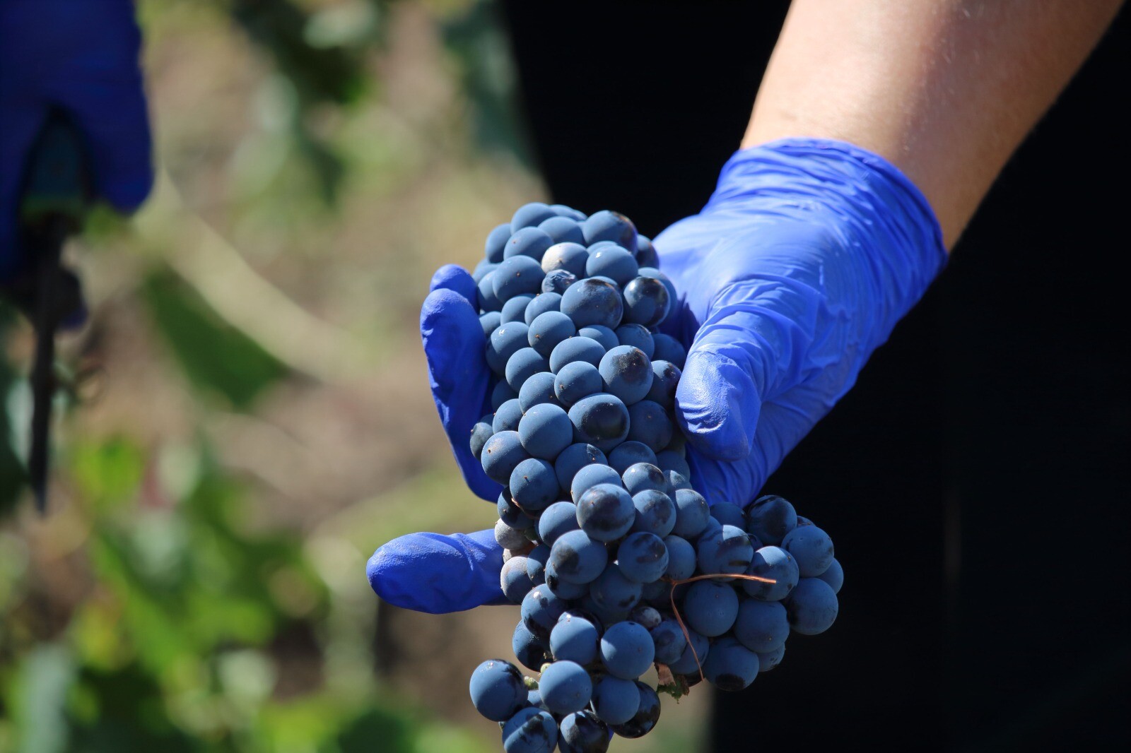 В 2023 году в Ростовской области было заложено 56 га виноградников, в текущем планируется заложить не менее 50 га.