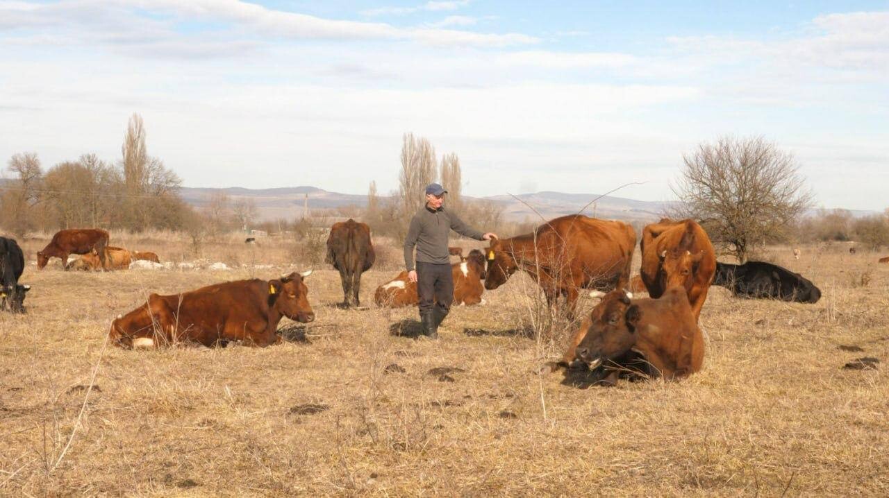 Фермерское хозяйство из Ардонского района благодаря государственной поддержке закупило 14 коров. Автор фото: пресс-служба главы Северной Осетии