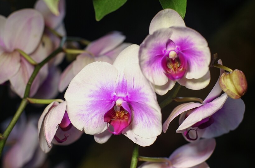 Самые дорогие срезанные цветы на сегодняшний день - это орхидеи. Фото
