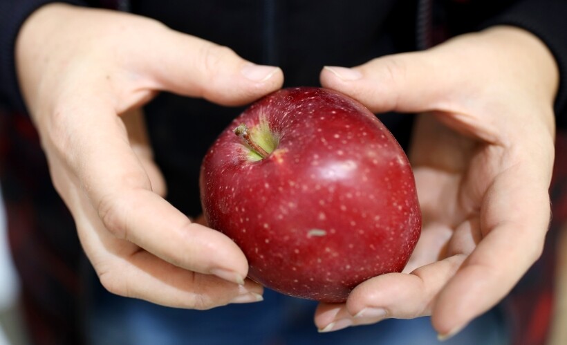 Яблоки лучше не есть на голодный желудок. Фото