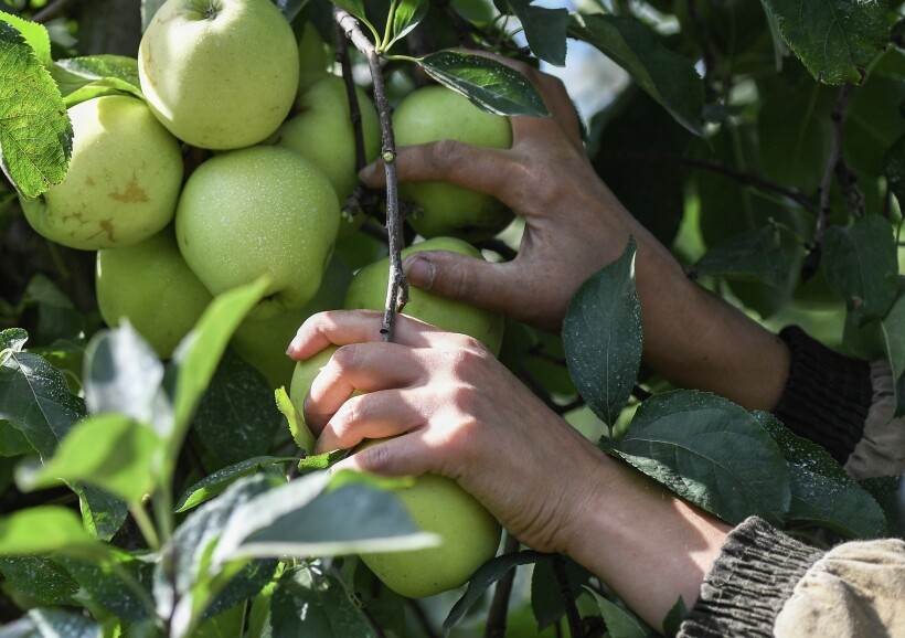 В яблоках содержится много витаминов и микроэлементов. Фото