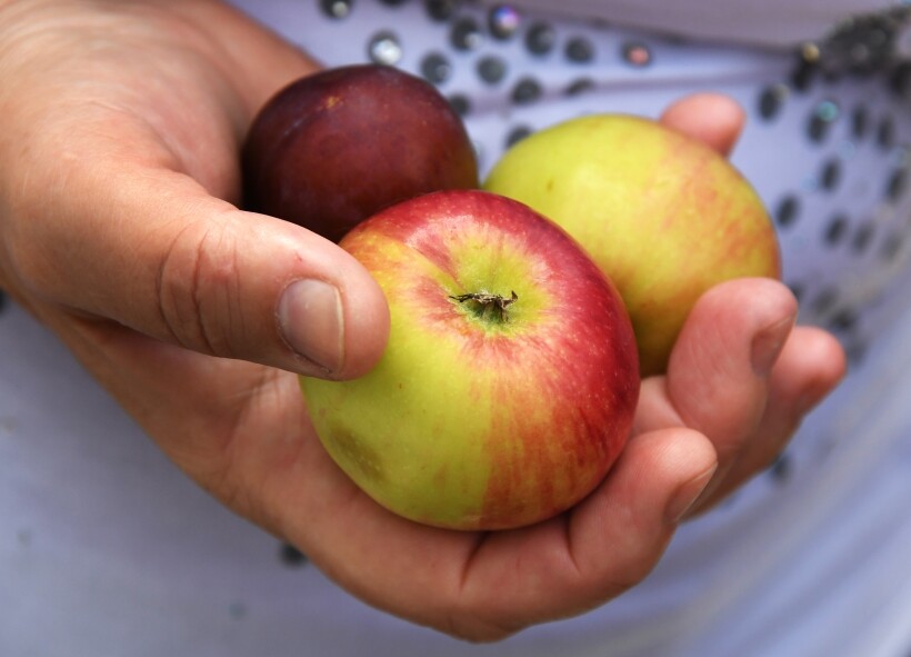 Яблоки не стоит есть людям с гастритом и другими заболеваниями ЖКТ. Фото