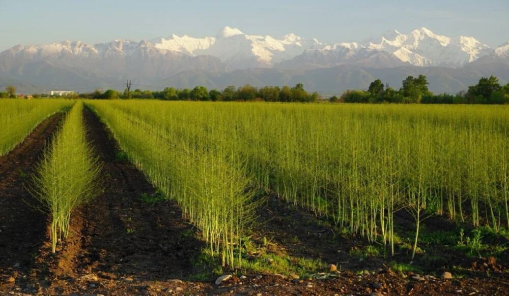 Выращивание спаржи в Северной Осетии. © Фото: ООО "Долина спаржи"