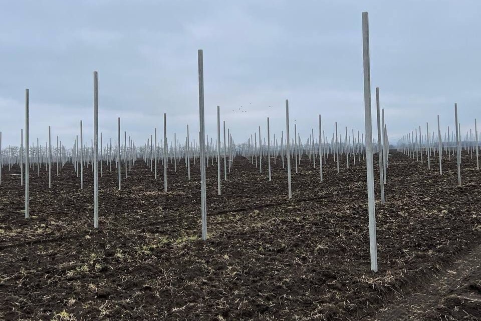 Ингушский "Алмавит Фрут" в 2024г заложит первые яблоневые сады на 52 га - власти