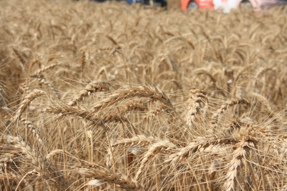 Производство семян озимой пшеницы. © Фото: Мариам Ананян, министерство региональной политики и массовых коммуникаций Ростовской области