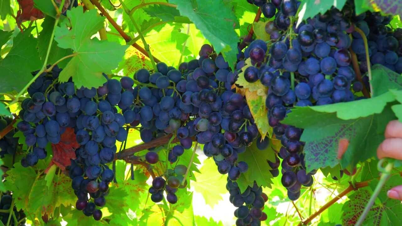 В Крыму для изготовления вина используют 11 сортов винограда. Фото