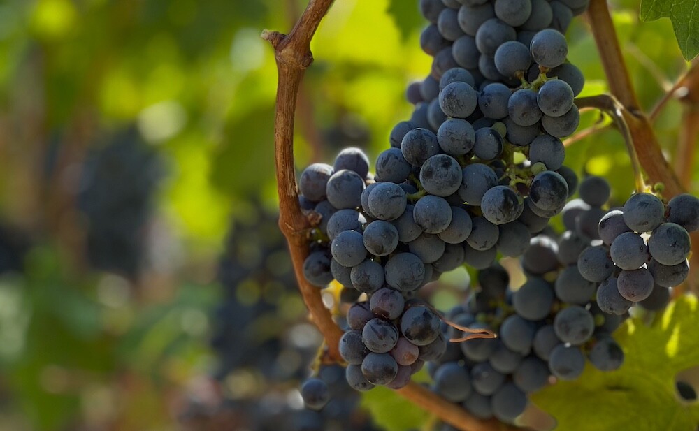 Для производства красных и розовых вин используется не только виноградный сок, но и кожица. Фото