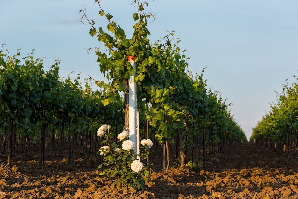 Для изготовление белого вина чаще всего используют 5 сортов винограда. Фото
