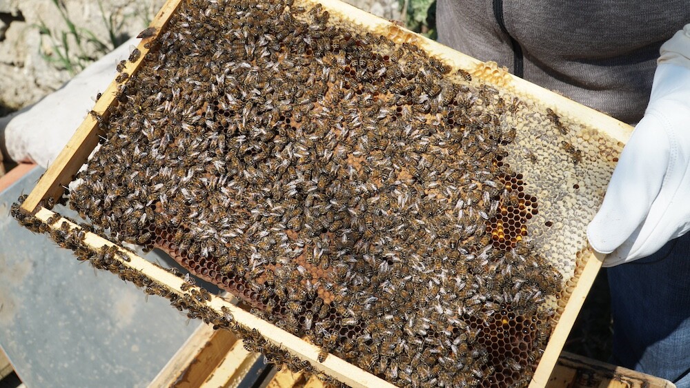 Мед в запечатанных сотах созревает больше месяца. Фото