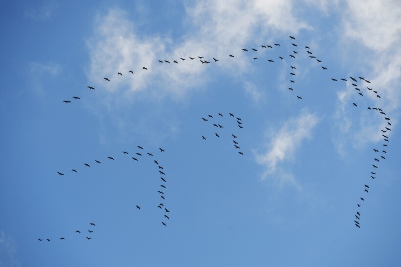 Увидеть стаю птиц в небе в День весеннего равноденствия — к богатому урожаю зерна. Фото