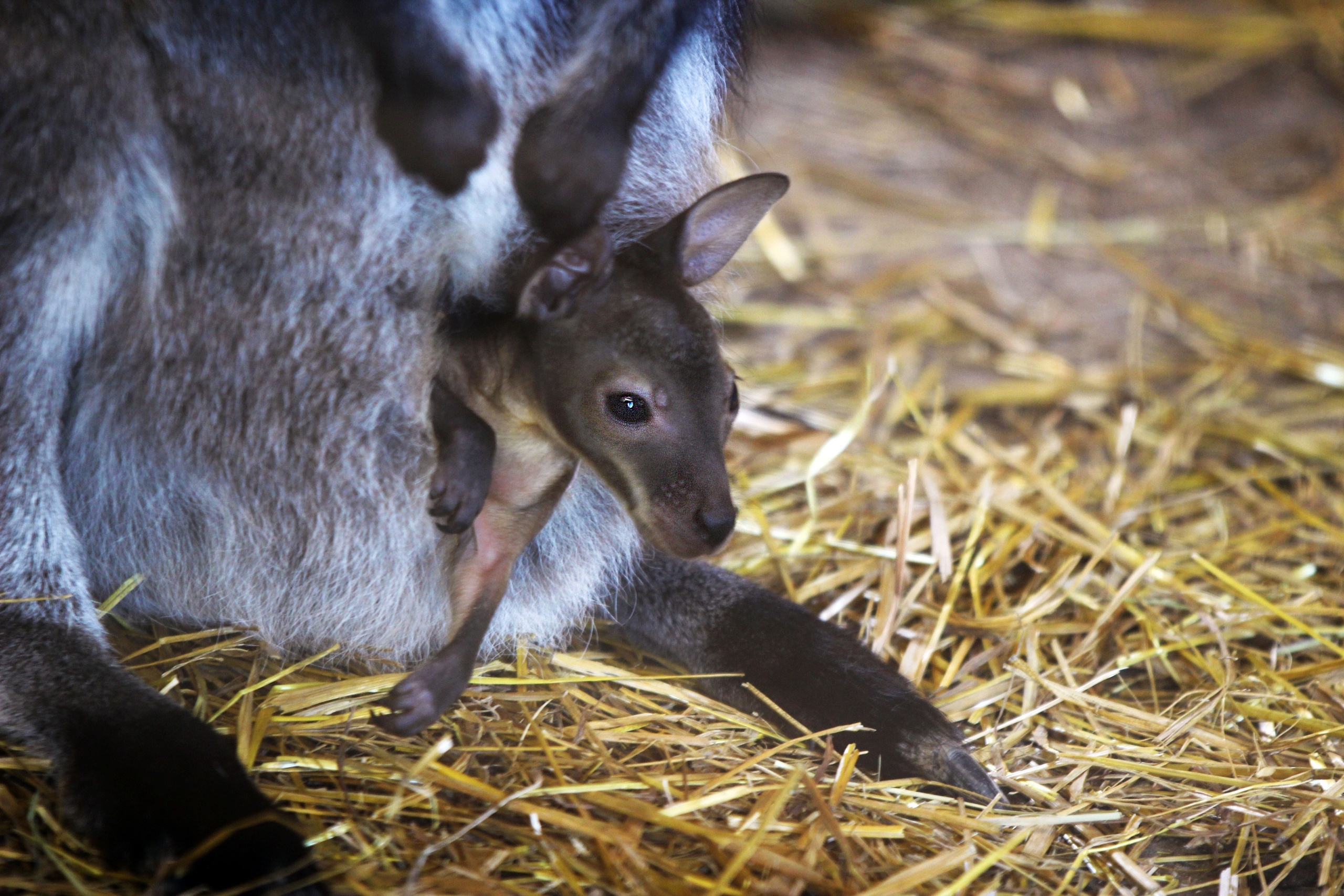 Сразу трое кенгурят родились в нижегородском зоопарке. Фото