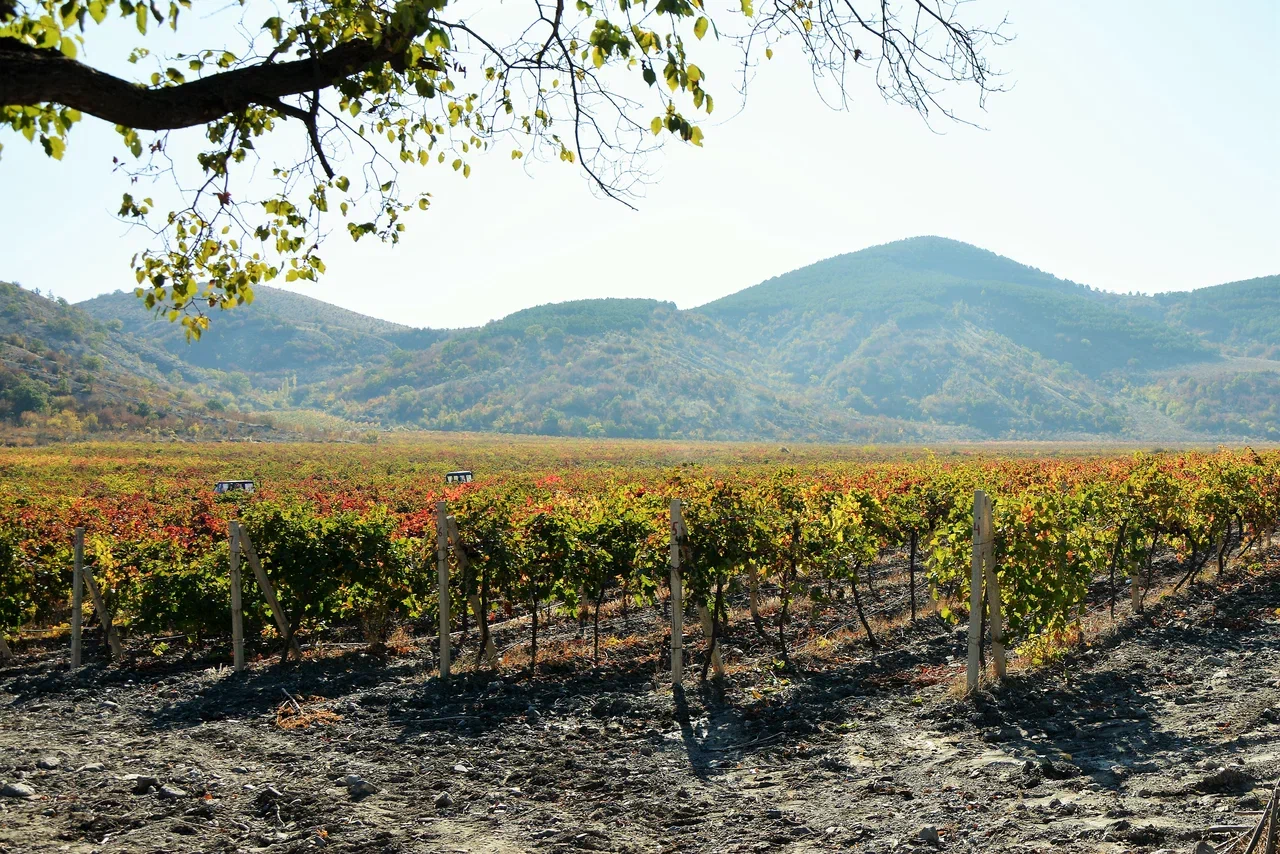 Северная Осетия в 2023г заложила около 300 га виноградников. © Фото: Интерфакс, Максим Николаенко