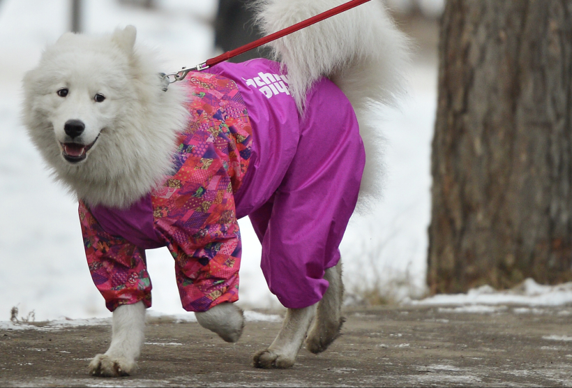 Защитить собаку от клещей можно в том числе с помощью специальной одежды. Фото