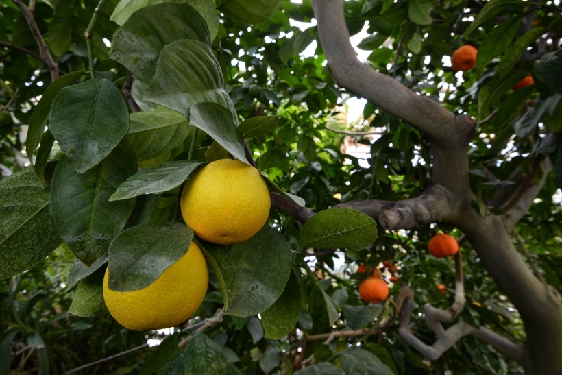 Считается, что страной происхождения лимона может быть Индия или Китай. Фото