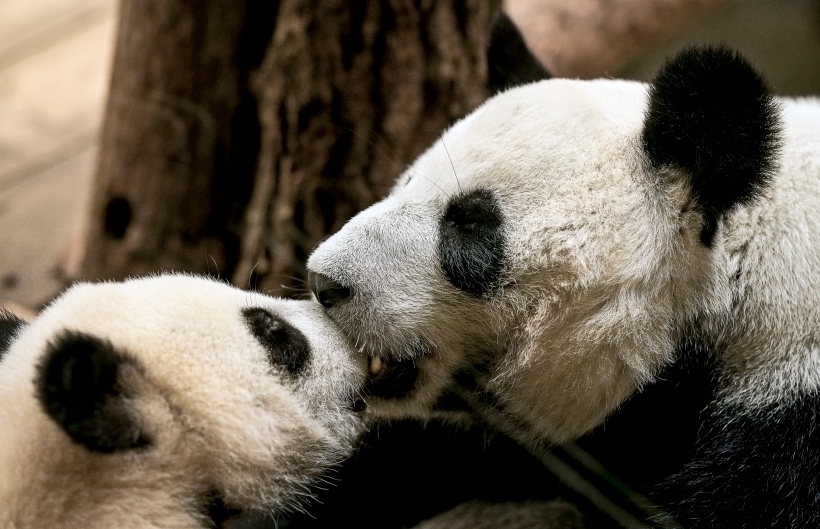 В природе существуют не только черно-белые большие панды, но и коричнево-белые. Фото