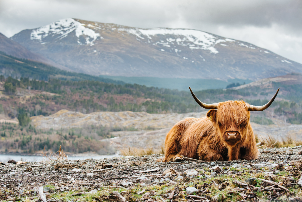 Яркая особенность шотландских коров — длинная челка