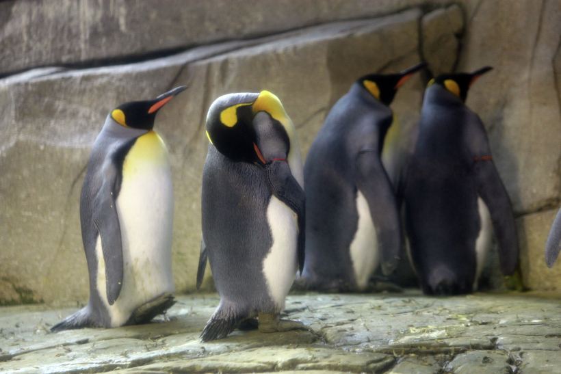 Пингвины известны своей верностью: большинство птиц образуют пару на всю жизнь. Фото