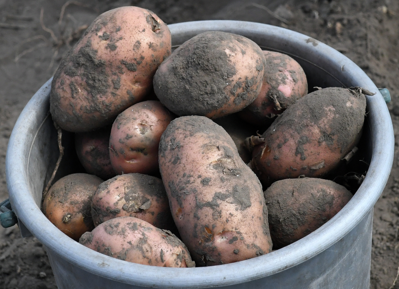 Пищевую ценность картофеля определяет, прежде всего, содержащийся в ней крахмал. Фото