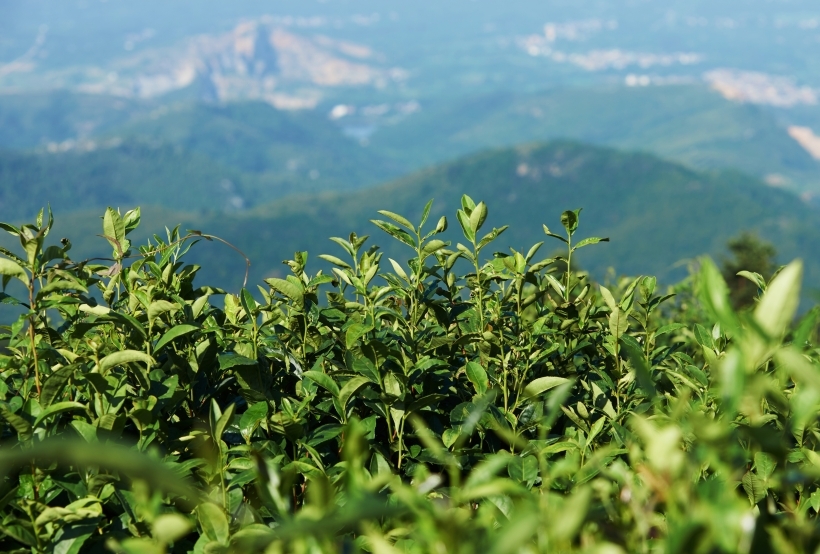 Первыми готовить напиток из листьев чая начали в Китае. Фото