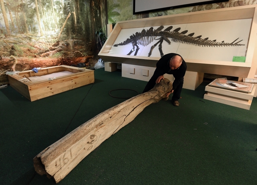 В Красноярском краеведческом музее можно увидеть единственный в России скелет стегозавра. Фото
