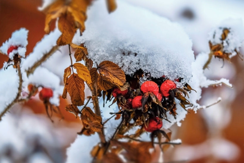 Плоды шиповника обычно собирают с конца августа и до самых заморозков. Фото